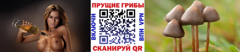 Галлюциногенные грибы Psilocybe  сайты даркнета телеграм  Пустошка  закладки 
